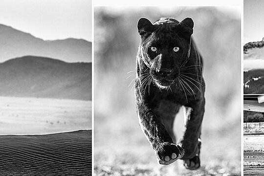 David Yarrow@Camera Work Gallery